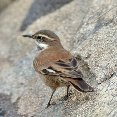 Grey-Flanked Cinclodes